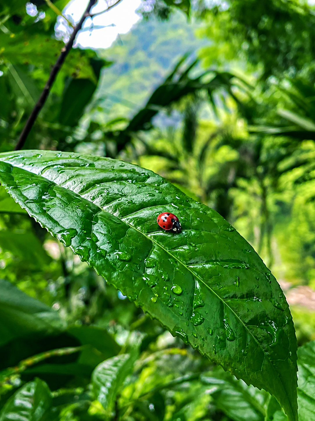 Nature in Every Detail